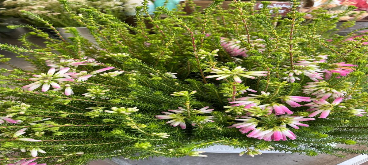 Ihr Blumenladen in Hohenkirchen